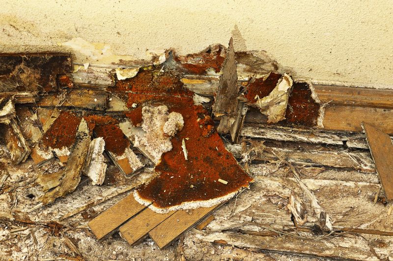 Dry Rot Remediation in Denver, CO