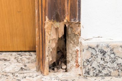 Dry Rot Repair