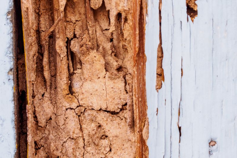 Dry Rot Repair in Olathe, KS