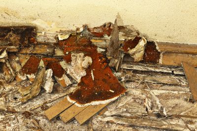 Finished Dry Rot Repair