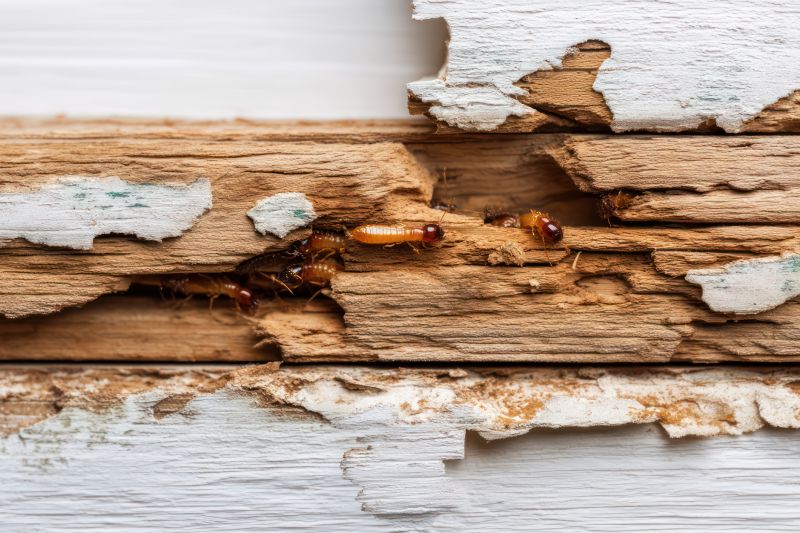 Pest Damage Repair in Denver County, CO