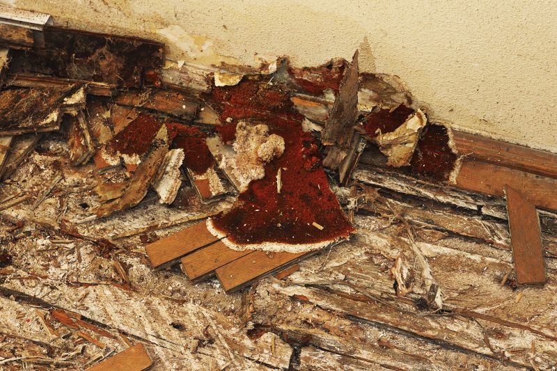 Pest Damage Repair in Conroe, TX