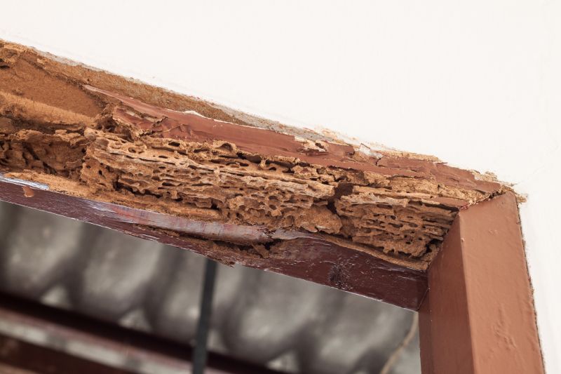 Rot Repair Service in Denver, CO