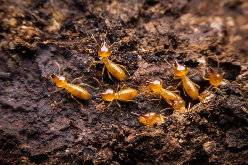 Termite Damage Repair Service in Olathe, KS