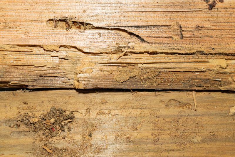Termite Damage Restoration in Longmont, CO