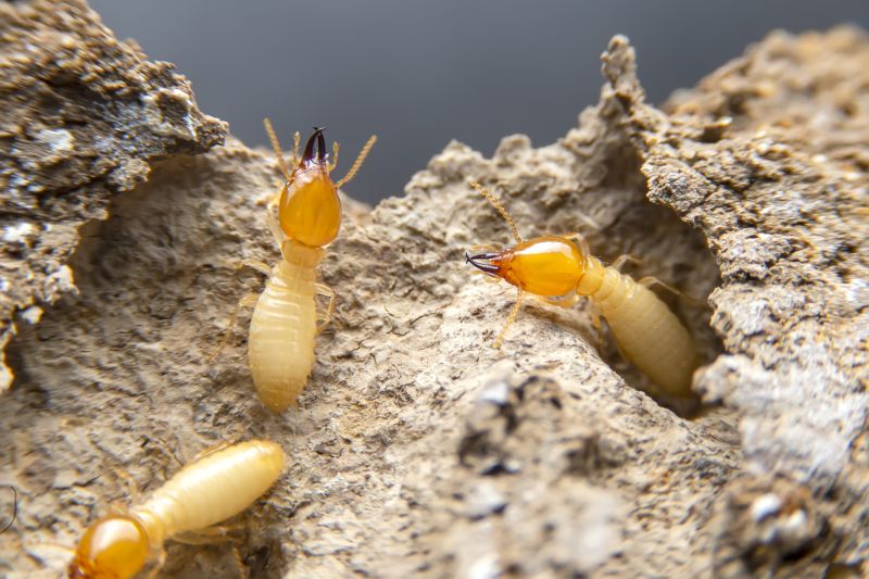 Termite Damage Restoration in Denver County, CO