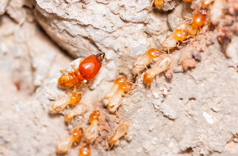 Termite Damage Restoration in Denver County, CO