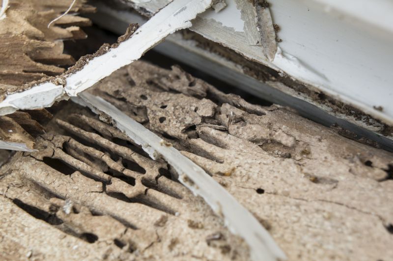 Wood Decay Removal in Conroe, TX