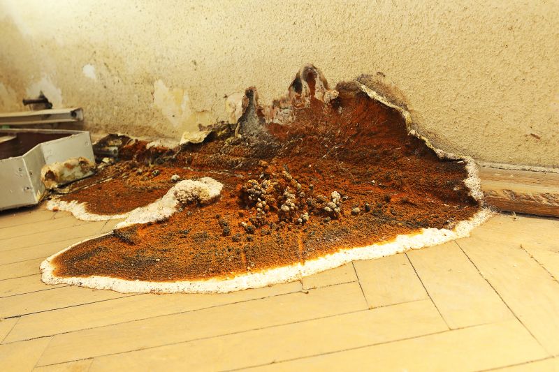 Wood Decay Removal in Alpharetta, GA