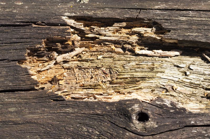 Wood Decay Removal in Arvada, CO