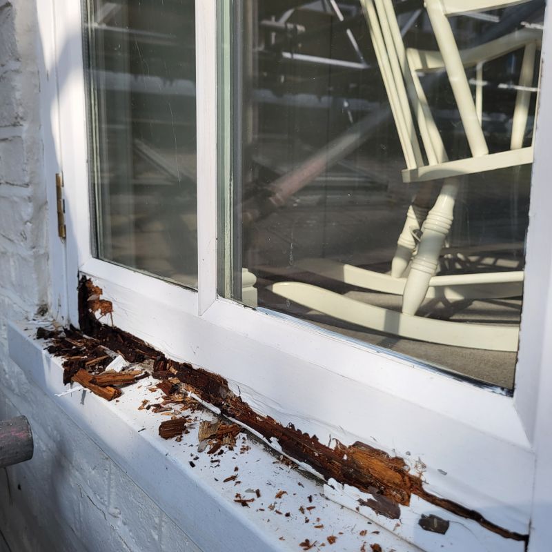 Wood Decay Removal in Boulder, CO